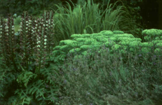 Lavendel-Acanthus-Sedum